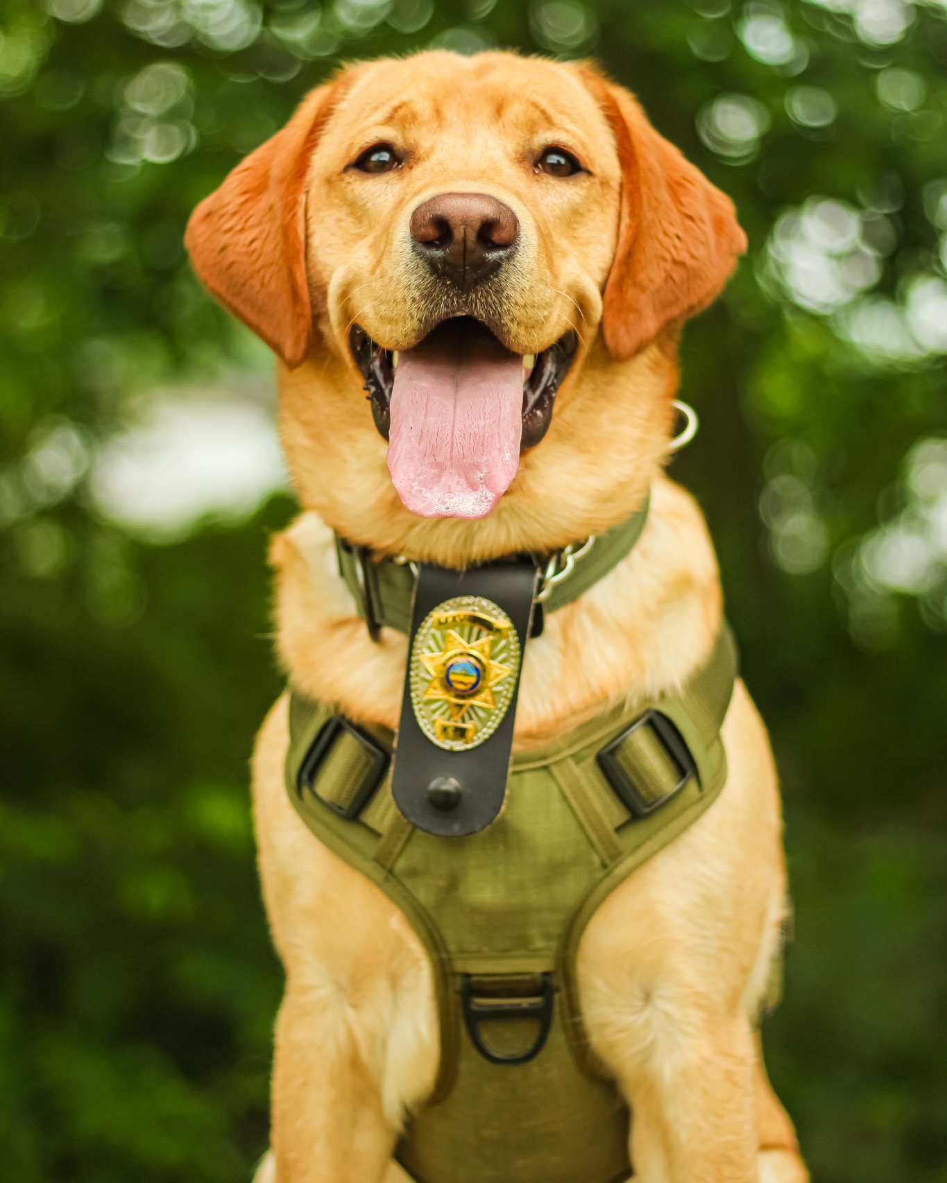 K9 Ranger Maverick